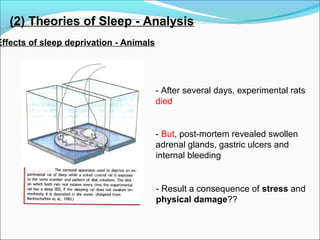 (2) Theories of Sleep - Analysis
Effects of sleep deprivation - Animals
- After several days, experimental rats
died
- But, post-mortem revealed swollen
adrenal glands, gastric ulcers and
internal bleeding
- Result a consequence of stress and
physical damage??
 