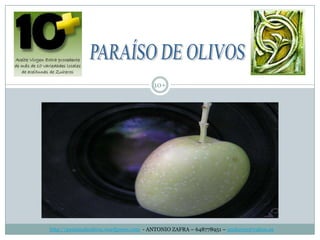 http://paraisodeolivos.wordpress.com  - ANTONIO ZAFRA – 648778951 – azuheros@yahoo.es 10+ PARAÍSO DE OLIVOS 