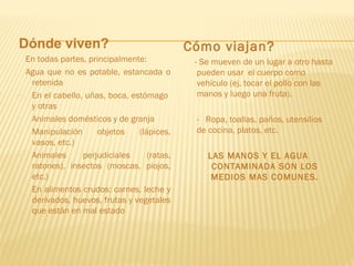 Dónde viven?
En todas partes, principalmente:
Agua que no es potable, estancada o
retenida
- En el cabello, uñas, boca, estómago
y otras
- Animales domésticos y de granja
- Manipulación objetos (lápices,
vasos, etc.)
- Animales perjudiciales (ratas,
ratones), insectos (moscas, piojos,
etc.)
- En alimentos crudos: carnes, leche y
derivados, huevos, frutas y vegetales
que están en mal estado
Cómo viajan?
- Se mueven de un lugar a otro hasta
pueden usar el cuerpo como
vehículo (ej. tocar el pollo con las
manos y luego una fruta).
- Ropa, toallas, paños, utensilios
de cocina, platos, etc.
LAS MANOS Y EL AGUA
CONTAMINADA SON LOS
MEDIOS MAS COMUNES.
 