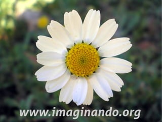 www.imaginando.org
 