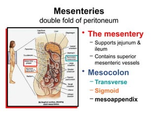 10 Peritoneum.pptxperitonialcavityppx... | PPTX
