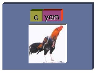 a yam 