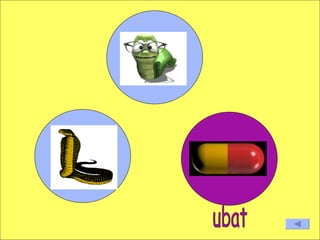ubat 