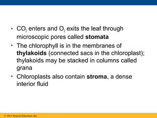 • CO2 enters and O2 exits the leaf through
       microscopic pores called stomata
     • The chlorophyll is in the membranes of
       thylakoids (connected sacs in the chloroplast);
       thylakoids may be stacked in columns called
       grana
     • Chloroplasts also contain stroma, a dense
       interior fluid




© 2011 Pearson Education, Inc.
 