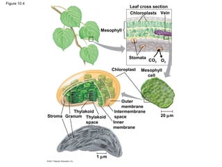 Figure 10.4
                                                Leaf cross section
                                                Chloroplasts Vein


                                  Mesophyll




                                               Stomata
                                                         CO2   O2

                                        Chloroplast   Mesophyll
                                                        cell




                                             Outer
                                             membrane
                        Thylakoid        Intermembrane
              Stroma Granum Thylakoid    space                 20 µm
                             space      Inner
                                        membrane




                                 1 µm
 