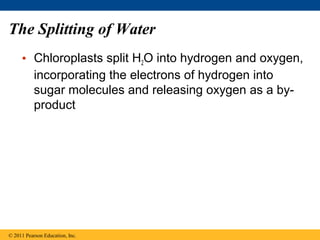 The Splitting of Water
     • Chloroplasts split H2O into hydrogen and oxygen,
       incorporating the electrons of hydrogen into
       sugar molecules and releasing oxygen as a by-
       product




© 2011 Pearson Education, Inc.
 