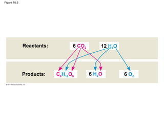Figure 10.5




              Reactants:         6 CO2       12 H2O




              Products:    C6H12O6       6 H2O        6 O2
 