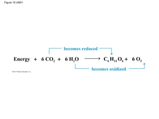 Figure 10.UN01




                      becomes reduced

      Energy + 6 CO2 + 6 H2O            C6 H12 O6 + 6 O2
                                  becomes oxidized
 