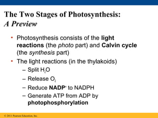The Two Stages of Photosynthesis:
A Preview
     • Photosynthesis consists of the light
       reactions (the photo part) and Calvin cycle
       (the synthesis part)
     • The light reactions (in the thylakoids)
                – Split H2O
                – Release O2
                – Reduce NADP+ to NADPH
                – Generate ATP from ADP by
                  photophosphorylation

© 2011 Pearson Education, Inc.
 