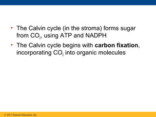 • The Calvin cycle (in the stroma) forms sugar
       from CO2, using ATP and NADPH
     • The Calvin cycle begins with carbon fixation,
       incorporating CO2 into organic molecules




© 2011 Pearson Education, Inc.
 