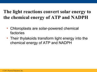 The light reactions convert solar energy to
 the chemical energy of ATP and NADPH

     • Chloroplasts are solar-powered chemical
       factories
     • Their thylakoids transform light energy into the
       chemical energy of ATP and NADPH




© 2011 Pearson Education, Inc.
 