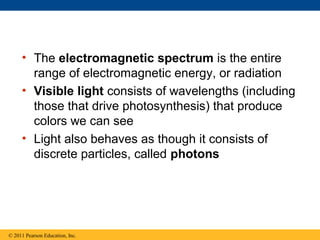 • The electromagnetic spectrum is the entire
       range of electromagnetic energy, or radiation
     • Visible light consists of wavelengths (including
       those that drive photosynthesis) that produce
       colors we can see
     • Light also behaves as though it consists of
       discrete particles, called photons




© 2011 Pearson Education, Inc.
 