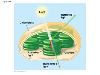 Figure 10.8




                            Light
                                             Reflected
                                             light

              Chloroplast




                    Absorbed                   Granum
                    light


                               Transmitted
                               light
 