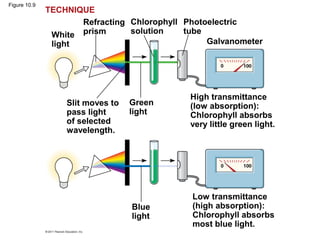 Figure 10.9
              TECHNIQUE
                     Refracting Chlorophyll Photoelectric
               White prism      solution    tube
               light                             Galvanometer




                                             High transmittance
                  Slit moves to   Green      (low absorption):
                  pass light      light      Chlorophyll absorbs
                  of selected                very little green light.
                  wavelength.




                                             Low transmittance
                                  Blue       (high absorption):
                                  light      Chlorophyll absorbs
                                             most blue light.
 