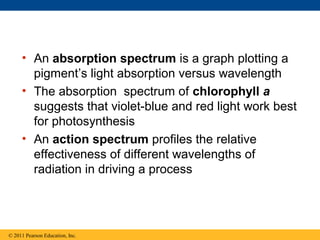 • An absorption spectrum is a graph plotting a
       pigment’s light absorption versus wavelength
     • The absorption spectrum of chlorophyll a
       suggests that violet-blue and red light work best
       for photosynthesis
     • An action spectrum profiles the relative
       effectiveness of different wavelengths of
       radiation in driving a process




© 2011 Pearson Education, Inc.
 
