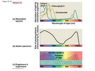 Figure 10.10
               RESULTS




                                     Absorption of light by
                                     chloroplast pigments
                                                                Chloro-
                                                                phyll a      Chlorophyll b


                                                                                    Carotenoids


               (a) Absorption
                   spectra                                      400          500          600             700
                                                                             Wavelength of light (nm)




                                     (measured by O2 release)
                                     Rate of photosynthesis




               (b) Action spectrum                              400           500            600        700


                                                                          Aerobic bacteria
                                                                                Filament
                                                                                 of alga


               (c) Engelmann’s
                   experiment                                   400           500            600         700
 