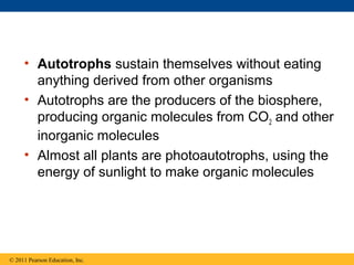 • Autotrophs sustain themselves without eating
       anything derived from other organisms
     • Autotrophs are the producers of the biosphere,
       producing organic molecules from CO2 and other
       inorganic molecules
     • Almost all plants are photoautotrophs, using the
       energy of sunlight to make organic molecules




© 2011 Pearson Education, Inc.
 
