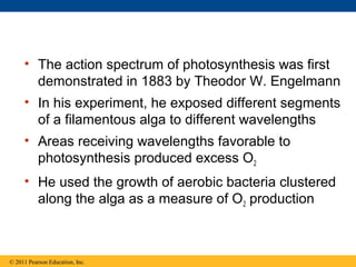 • The action spectrum of photosynthesis was first
       demonstrated in 1883 by Theodor W. Engelmann
     • In his experiment, he exposed different segments
       of a filamentous alga to different wavelengths
     • Areas receiving wavelengths favorable to
       photosynthesis produced excess O2
     • He used the growth of aerobic bacteria clustered
       along the alga as a measure of O2 production



© 2011 Pearson Education, Inc.
 