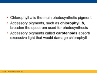 • Chlorophyll a is the main photosynthetic pigment
     • Accessory pigments, such as chlorophyll b,
       broaden the spectrum used for photosynthesis
     • Accessory pigments called carotenoids absorb
       excessive light that would damage chlorophyll




© 2011 Pearson Education, Inc.
 