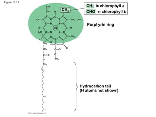 Figure 10.11
                        CH3 in chlorophyll a
               CH3
                        CHO in chlorophyll b


                        Porphyrin ring




                     Hydrocarbon tail
                     (H atoms not shown)
 