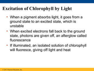 Excitation of Chlorophyll by Light
     • When a pigment absorbs light, it goes from a
       ground state to an excited state, which is
       unstable
     • When excited electrons fall back to the ground
       state, photons are given off, an afterglow called
       fluorescence
     • If illuminated, an isolated solution of chlorophyll
       will fluoresce, giving off light and heat




© 2011 Pearson Education, Inc.
 