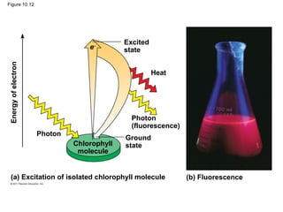 Figure 10.12




                                             Excited
                                   e−        state
 Energy of electron




                                                       Heat




                                               Photon
                                               (fluorescence)
                      Photon
                                             Ground
                               Chlorophyll   state
                                molecule


   (a) Excitation of isolated chlorophyll molecule              (b) Fluorescence
 