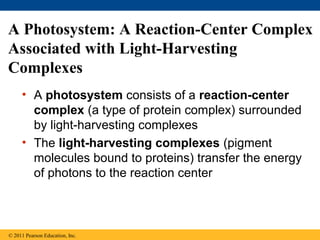 A Photosystem: A Reaction-Center Complex
Associated with Light-Harvesting
Complexes
     • A photosystem consists of a reaction-center
       complex (a type of protein complex) surrounded
       by light-harvesting complexes
     • The light-harvesting complexes (pigment
       molecules bound to proteins) transfer the energy
       of photons to the reaction center



© 2011 Pearson Education, Inc.
 