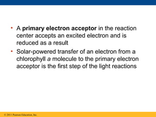• A primary electron acceptor in the reaction
       center accepts an excited electron and is
       reduced as a result
     • Solar-powered transfer of an electron from a
       chlorophyll a molecule to the primary electron
       acceptor is the first step of the light reactions




© 2011 Pearson Education, Inc.
 