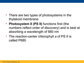 • There are two types of photosystems in the
       thylakoid membrane
     • Photosystem II (PS II) functions first (the
       numbers reflect order of discovery) and is best at
       absorbing a wavelength of 680 nm
     • The reaction-center chlorophyll a of PS II is
       called P680




© 2011 Pearson Education, Inc.
 
