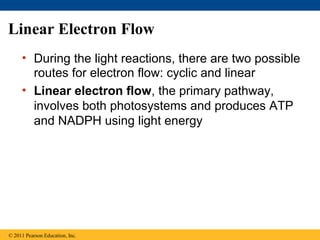 Linear Electron Flow
     • During the light reactions, there are two possible
       routes for electron flow: cyclic and linear
     • Linear electron flow, the primary pathway,
       involves both photosystems and produces ATP
       and NADPH using light energy




© 2011 Pearson Education, Inc.
 