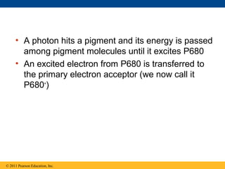 • A photon hits a pigment and its energy is passed
       among pigment molecules until it excites P680
     • An excited electron from P680 is transferred to
       the primary electron acceptor (we now call it
       P680+)




© 2011 Pearson Education, Inc.
 