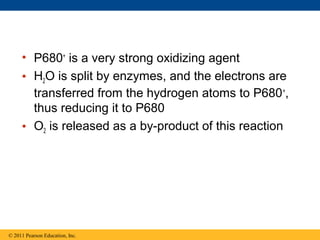 • P680+ is a very strong oxidizing agent
     • H2O is split by enzymes, and the electrons are
       transferred from the hydrogen atoms to P680 +,
       thus reducing it to P680
     • O2 is released as a by-product of this reaction




© 2011 Pearson Education, Inc.
 
