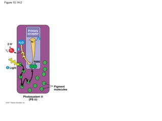 Figure 10.14-2




                      Primary
                      acceptor
                               2
            H2O         e−
   2 H+
     +
1
  /2 O2     3
                e−
                 e−
                             P680

  1 Light




                                    Pigment
                                    molecules

                 Photosystem II
                     (PS II)
 