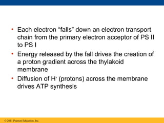 • Each electron “falls” down an electron transport
       chain from the primary electron acceptor of PS II
       to PS I
     • Energy released by the fall drives the creation of
       a proton gradient across the thylakoid
       membrane
     • Diffusion of H+ (protons) across the membrane
       drives ATP synthesis




© 2011 Pearson Education, Inc.
 
