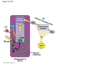 Figure 10.14-3




                                         Ele
                      Primary               c   tron       4
                      acceptor                         tran
                                                           s   por
                                    Pq                             t ch
                               2                                        ai   n
            H2O         e−
   2 H+                                         Cytochrome
     +                                           complex
1
  /2 O2     3
                e−                                                       Pc
                 e−
                             P680                      5

  1 Light

                                                  ATP



                                    Pigment
                                    molecules

                 Photosystem II
                     (PS II)
 