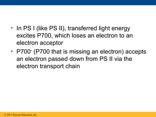 • In PS I (like PS II), transferred light energy
       excites P700, which loses an electron to an
       electron acceptor
     • P700+ (P700 that is missing an electron) accepts
       an electron passed down from PS II via the
       electron transport chain




© 2011 Pearson Education, Inc.
 