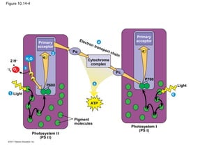 Figure 10.14-4




                                                                                   Primary
                                         Ele                                       acceptor
                      Primary               c   tron       4
                      acceptor                         tran
                                                           s   por
                                    Pq                             t ch               e−
                               2                                        ai   n
            H2O         e−
   2 H+                                         Cytochrome
     +                                           complex
1
  /2 O2     3
                e−                                                       Pc
                 e−                                                                    P700
                             P680                      5                                             Light

  1 Light                                                                                        6

                                                  ATP



                                    Pigment
                                    molecules
                                                                                 Photosystem I
                                                                                     (PS I)
                 Photosystem II
                     (PS II)
 