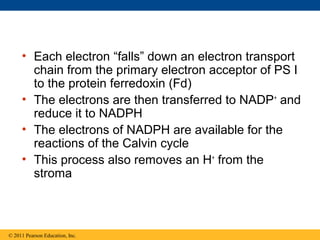 • Each electron “falls” down an electron transport
       chain from the primary electron acceptor of PS I
       to the protein ferredoxin (Fd)
     • The electrons are then transferred to NADP+ and
       reduce it to NADPH
     • The electrons of NADPH are available for the
       reactions of the Calvin cycle
     • This process also removes an H+ from the
       stroma



© 2011 Pearson Education, Inc.
 