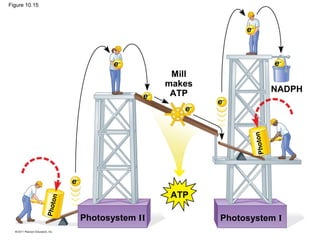 Figure 10.15



                                                               e−



                                    e−                                       e−
                                                   Mill
                                                  makes
                                                   ATP                       NADPH
                                          e   −
                                                          e−
                                                     e−




                                                                         n
                                                                    Photo
                        e−
                                                   ATP
                    n
               Photo




                             Photosystem II               Photosystem I
 
