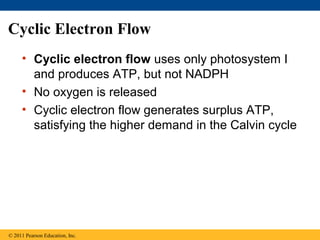 Cyclic Electron Flow
     • Cyclic electron flow uses only photosystem I
       and produces ATP, but not NADPH
     • No oxygen is released
     • Cyclic electron flow generates surplus ATP,
       satisfying the higher demand in the Calvin cycle




© 2011 Pearson Education, Inc.
 
