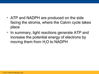 • ATP and NADPH are produced on the side
       facing the stroma, where the Calvin cycle takes
       place
     • In summary, light reactions generate ATP and
       increase the potential energy of electrons by
       moving them from H2O to NADPH




© 2011 Pearson Education, Inc.
 