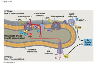 Figure 10.18




  STROMA
  (low H+ concentration)                  Cytochrome                                    NADP+
                                           complex       Photosystem I                reductase
                 Photosystem II
                                                   Light
               Light               4 H+                                                        3
                                                                                                   NADP+ + H+
                                                                                Fd


                                          Pq
                                                                                              NADPH
                                                             Pc
                                               2
                   H2O
                           1   /2 O2
                               1

  THYLAKOID SPACE                +2 H+             4 H+
  (high H+ concentration)
                                                                                                          To
                                                                                                         Calvin
                                                                                                         Cycle

                               Thylakoid
                               membrane                     ATP
                                                          synthase
                                                                     ADP
                                                                      +         ATP
  STROMA
                                                                      Pi
  (low H+ concentration)                                                   H+
 