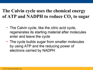 The Calvin cycle uses the chemical energy
of ATP and NADPH to reduce CO2 to sugar

     • The Calvin cycle, like the citric acid cycle,
       regenerates its starting material after molecules
       enter and leave the cycle
     • The cycle builds sugar from smaller molecules
       by using ATP and the reducing power of
       electrons carried by NADPH



© 2011 Pearson Education, Inc.
 