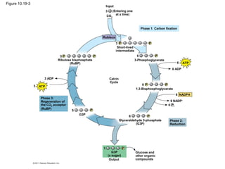 Figure 10.19-3
                                                              Input
                                                              3  (Entering one
                                                              CO2 at a time)



                                                                                        Phase 1: Carbon fixation

                                                          Rubisco
                                                                      3 P                    P
                                                                       Short-lived
                                                                      intermediate
                                 3P                   P                                6         P
                                Ribulose bisphosphate                                3-Phosphoglycerate
                                       (RuBP)                                                                  6    ATP
                                                                                                            6 ADP


                        3 ADP                                   Calvin
                                                                Cycle
                 3                                                                       6 P           P
                     ATP
                                                                                     1,3-Bisphosphoglycerate
                                                                                                               6 NADPH
                      Phase 3:
                      Regeneration of                                                                      6 NADP+
                      the CO2 acceptor                                                                    6 Pi
                      (RuBP)                       P
                                         5
                                             G3P
                                                                               6           P
                                                                         Glyceraldehyde 3-phosphate        Phase 2:
                                                                                    (G3P)                  Reduction




                                                          1                P
                                                                  G3P                Glucose and
                                                               (a sugar)             other organic
                                                                Output               compounds
 