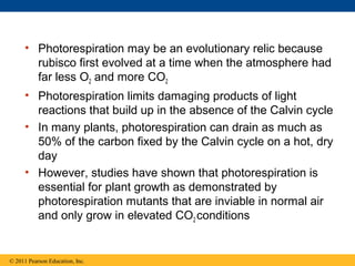 • Photorespiration may be an evolutionary relic because
        rubisco first evolved at a time when the atmosphere had
        far less O2 and more CO2
      • Photorespiration limits damaging products of light
        reactions that build up in the absence of the Calvin cycle
      • In many plants, photorespiration can drain as much as
        50% of the carbon fixed by the Calvin cycle on a hot, dry
        day
      • However, studies have shown that photorespiration is
        essential for plant growth as demonstrated by
        photorespiration mutants that are inviable in normal air
        and only grow in elevated CO2 conditions


© 2011 Pearson Education, Inc.
 
