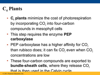 C4 Plants
     • C4 plants minimize the cost of photorespiration
       by incorporating CO2 into four-carbon
       compounds in mesophyll cells
     • This step requires the enzyme PEP
       carboxylase
     • PEP carboxylase has a higher affinity for CO2
       than rubisco does; it can fix CO2 even when CO2
       concentrations are low
     • These four-carbon compounds are exported to
       bundle-sheath cells, where they release CO2
       that is then used in the Calvin cycle
© 2011 Pearson Education, Inc.
 
