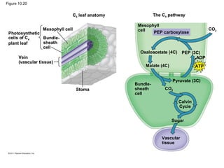 Figure 10.20


                                    C4 leaf anatomy             The C4 pathway

                                                       Mesophyll
                   Mesophyll cell                      cell                                CO2
 Photosynthetic                                              PEP carboxylase
 cells of C4    Bundle-
 plant leaf     sheath
                cell
                                                        Oxaloacetate (4C)     PEP (3C)
       Vein                                                                         ADP
       (vascular tissue)
                                                          Malate (4C)                ATP


                                                                        Pyruvate (3C)
                                                      Bundle-
                                     Stoma            sheath         CO2
                                                      cell
                                                                            Calvin
                                                                            Cycle


                                                                        Sugar



                                                                   Vascular
                                                                   tissue
 