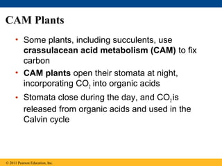 CAM Plants
     • Some plants, including succulents, use
       crassulacean acid metabolism (CAM) to fix
       carbon
     • CAM plants open their stomata at night,
       incorporating CO2 into organic acids
     • Stomata close during the day, and CO2 is
       released from organic acids and used in the
       Calvin cycle



© 2011 Pearson Education, Inc.
 
