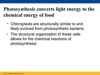 Photosynthesis converts light energy to the
 chemical energy of food
     • Chloroplasts are structurally similar to and
       likely evolved from photosynthetic bacteria
     • The structural organization of these cells
       allows for the chemical reactions of
       photosynthesis




© 2011 Pearson Education, Inc.
 