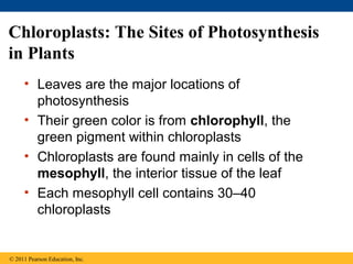 Chloroplasts: The Sites of Photosynthesis
in Plants
     • Leaves are the major locations of
       photosynthesis
     • Their green color is from chlorophyll, the
       green pigment within chloroplasts
     • Chloroplasts are found mainly in cells of the
       mesophyll, the interior tissue of the leaf
     • Each mesophyll cell contains 30–40
       chloroplasts


© 2011 Pearson Education, Inc.
 
